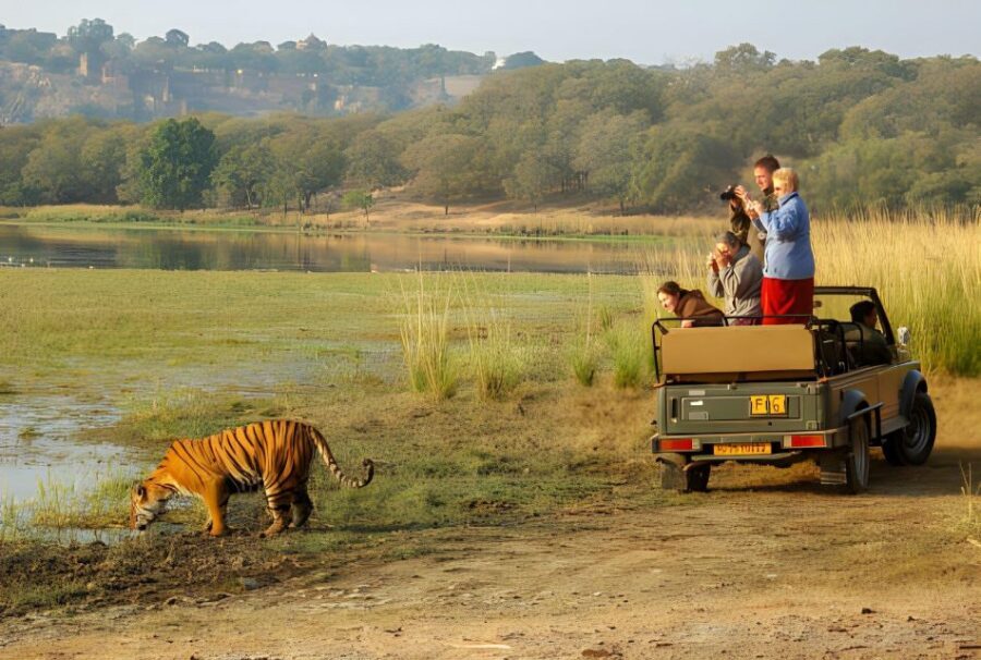 From Jaipur : 2 Days Ranthambore Tiger Safari Tour By Car - Hotels and Comfort: Why the Stay Can Be the Best Part of the Whole Trip