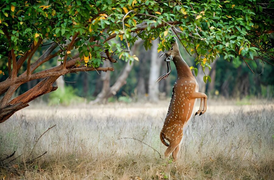 From Jaipur : 2 Days Ranthambore Tiger Safari Tour By Car - Price and Value: Is $222 a Fair Deal for Two Days?