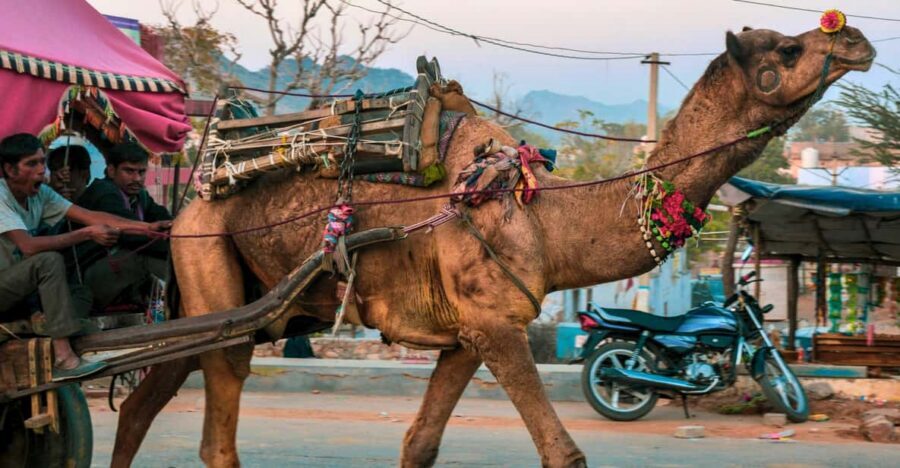 From Jaipur : Ajmer Pushkar Private Tour by Cab with Guide - Key highlights at a glance