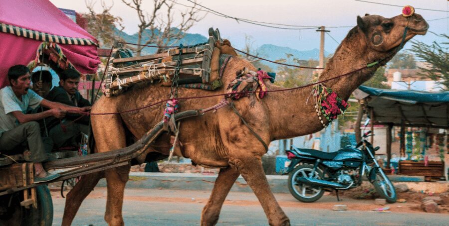 From Jaipur : Ajmer Pushkar Private Tour by Cab with Guide - Ana Sagar Lake photo stop: calm between big emotions