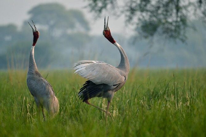 From Jaipur: Bird Safari and Agra sightseeing All-Inclusive - A Bird-and-Taj Day That Actually Makes Sense for Your Route