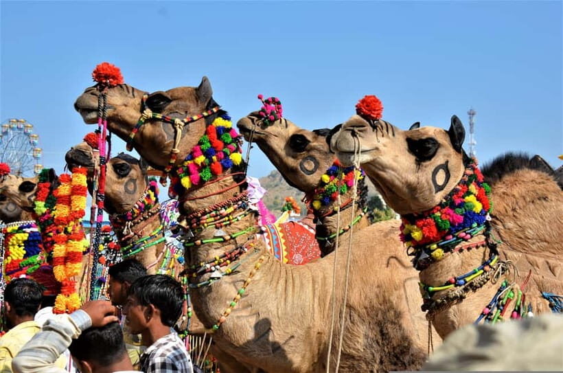 From Jaipur: One-Day Trip From Jaipur to Pushkar - Price and Value: Is $47 Worth a 14-Hour Day?