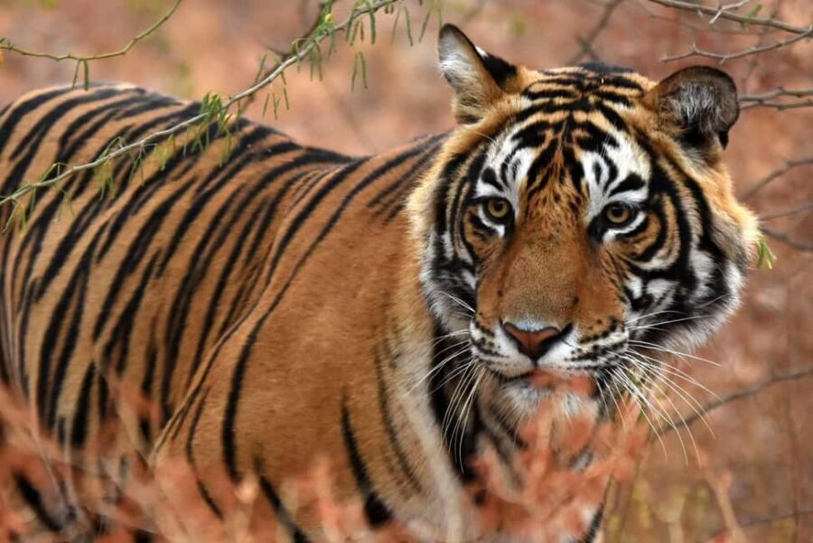 From Jaipur: One Day Trip to Ranthambore Tiger Safari - Key Things to Know Before You Go