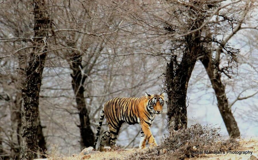 From Jaipur: One Day Trip to Ranthambore Tiger Safari - Ranthambore Day Trip Value: What $100 Covers (and What It Doesn’t)