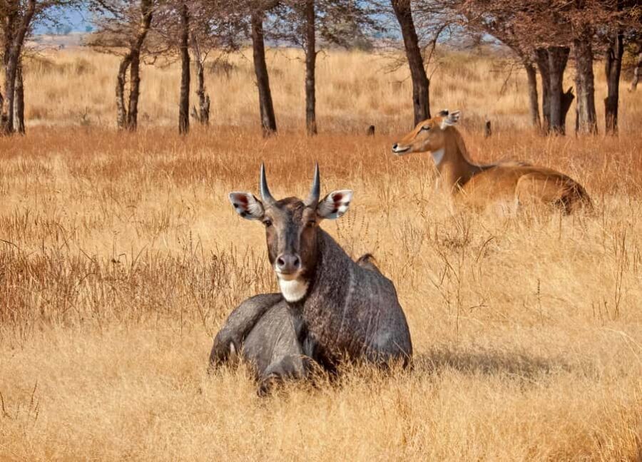 From Jaipur: One Day Trip to Ranthambore Tiger Safari - Arriving Near the Park: Gates, Timing, and Getting Ready