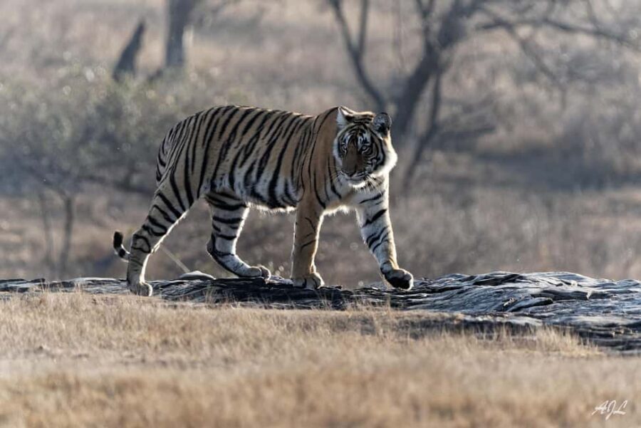 From Jaipur: One Day Trip to Ranthambore Tiger Safari - Safari Time in Ranthambore: Jeep vs Canter and How You Actually Experience It