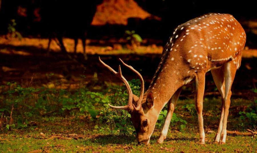 From Jaipur: One Day Trip to Ranthambore Tiger Safari - What You Can See Besides Tigers (And Why That Still Feels Like a Win)
