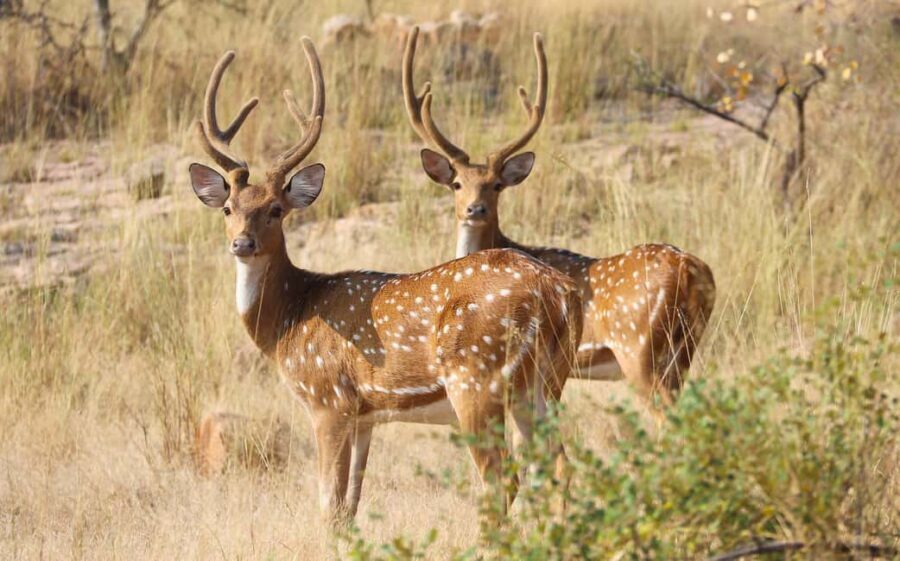 From Jaipur: One Day Trip to Ranthambore Tiger Safari - Rules, Packing, and Body-Friendly Tips for a Wildlife Day