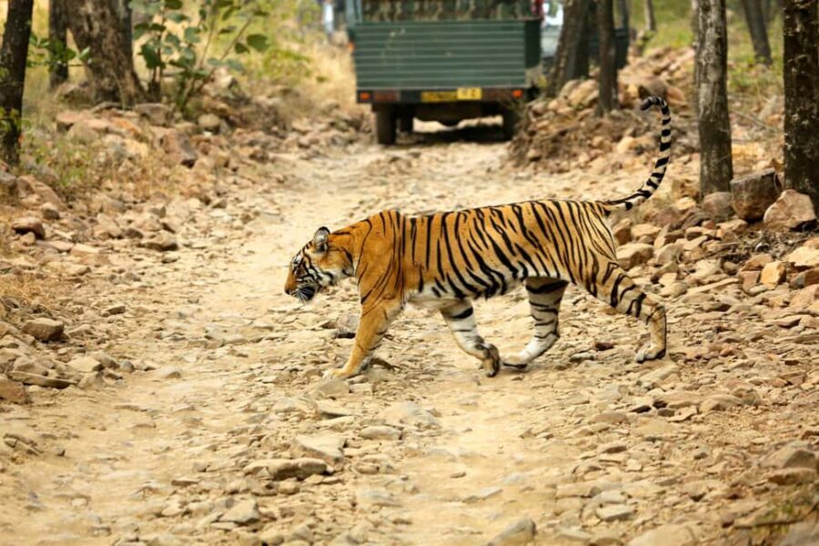 From Jaipur: One Day Trip to Ranthambore Tiger Safari - The Long Drive From Jaipur: Early Start, Real Distance, AC Comfort
