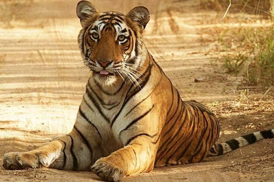 From Jaipur: Praivte Ranthambore Tour By Jeep Canter Safari - One-Day Ranthambore: the Jaipur-to-Sawai Madhopur rhythm that makes it work