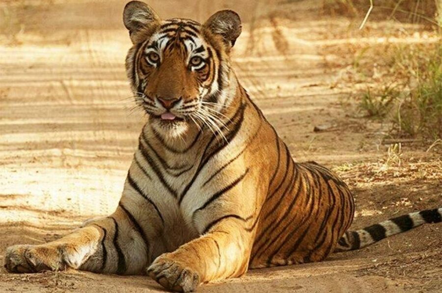 From Jaipur: Praivte Ranthambore Tour By Jeep Canter Safari - The naturalist factor: what you learn when you go with a forest guide