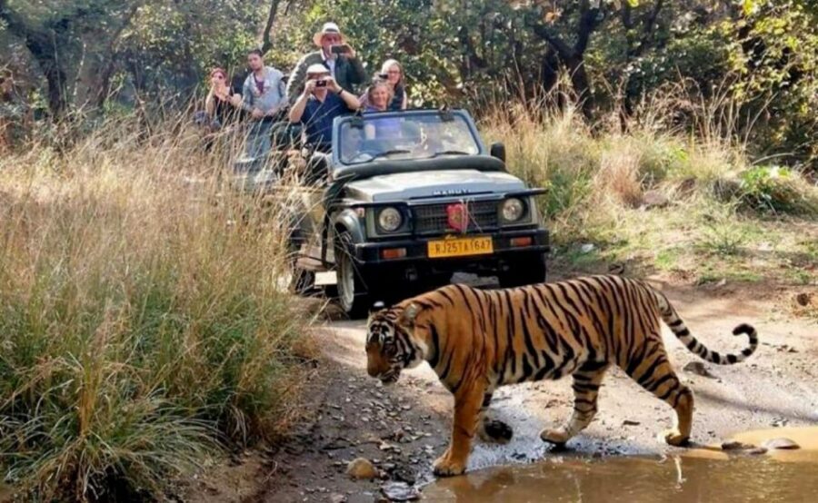 From Jaipur: Praivte Ranthambore Tour By Jeep Canter Safari - Ranthambore’s real stage: temples, the Royal Fort, and the long view