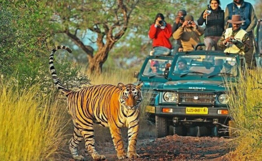 From Jaipur: Praivte Ranthambore Tour By Jeep Canter Safari - Price and value at $98: what you’re really paying for
