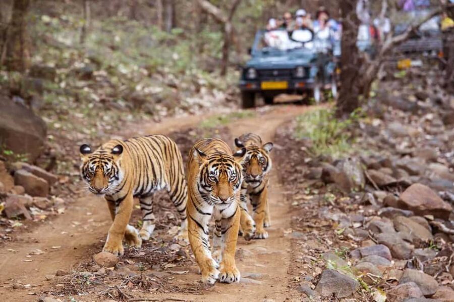 From Jaipur: Praivte Ranthambore Tour By Jeep Canter Safari - Private AC pickup: the comfort win on the long drive from Jaipur