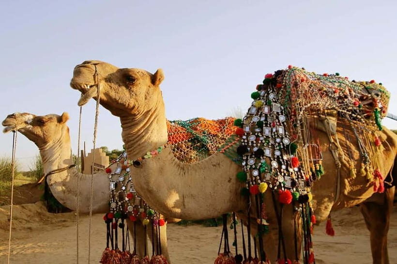 From Jaipur : Private Ajmer Pushkar Tour by Cab - Driver and guide: English/French guidance and how to get more value