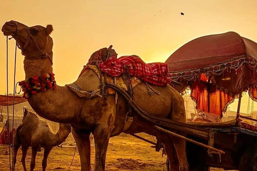 From Jaipur : Private Ajmer Pushkar Tour by Cab - Jaipur pickup to Pushkar: AC comfort, Wi‑Fi, and the sunrise plan