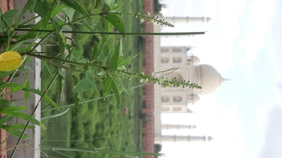 From Jaipur: Private Taj Mahal Sunrise & Agra Fort Tour - Lunch and optional craft stops: where the day turns from sightseeing to a story