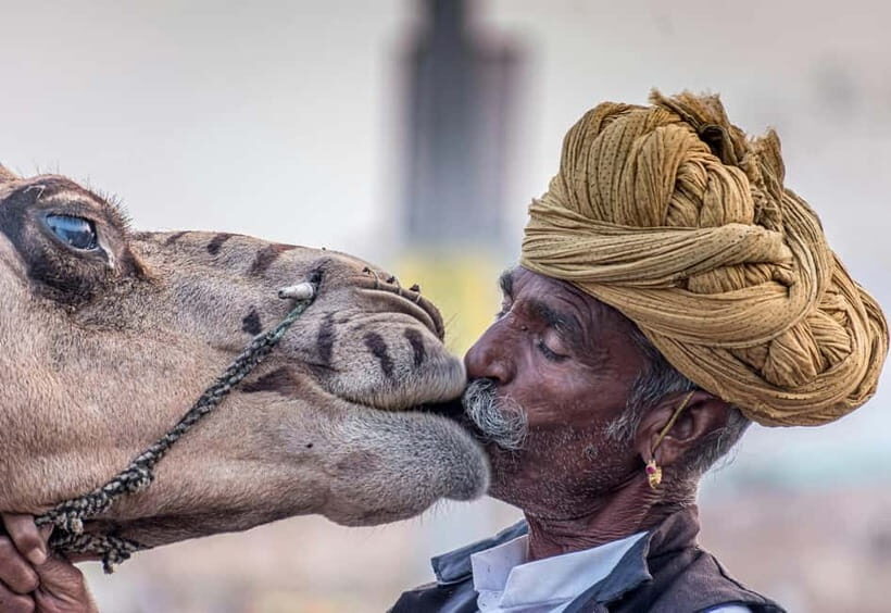 From Jaipur: Pushkar and Ajmer Private Day Trip - How the Jaipur-to-Pushkar-and-Ajmer Day Works in Real Life