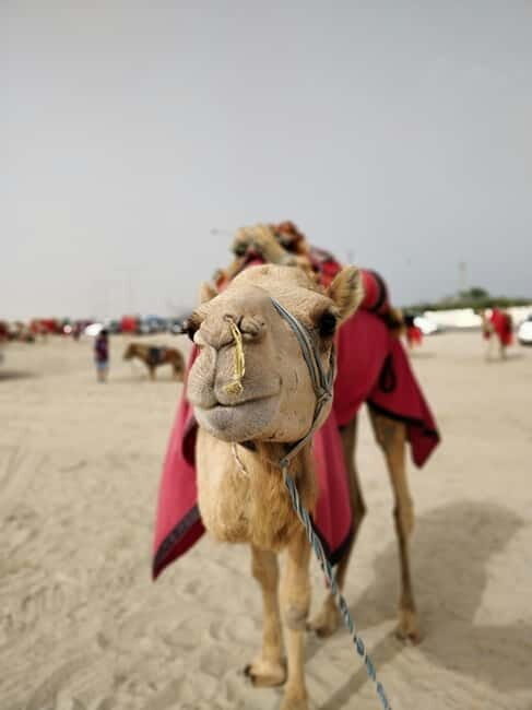 From Jaipur: Pushkar and Ajmer Private Day Trip - Who This Trip Fits Best (and Who Should Skip It)