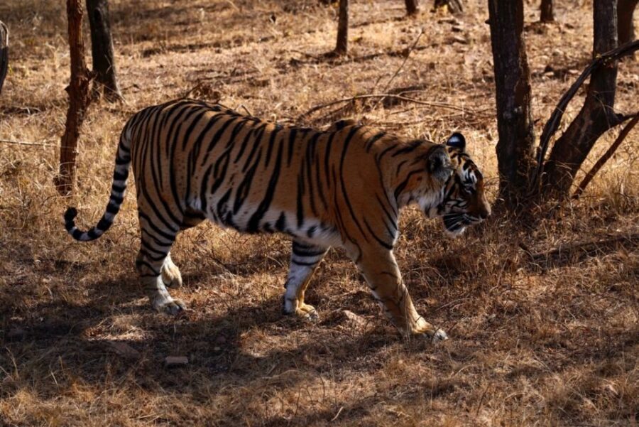 From Jaipur: Ranthambore Private Day Trip with Tiger Safari - Key highlights at a glance