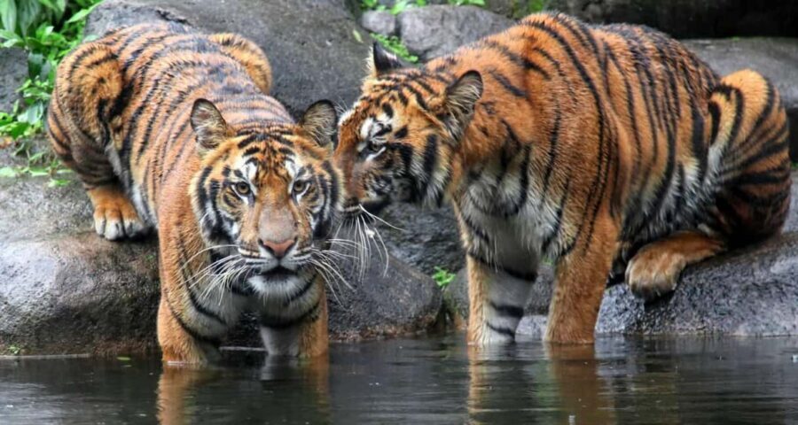 From Jaipur: Ranthambore Private Day Trip with Tiger Safari - Inside Ranthambore: what the canter safari really means