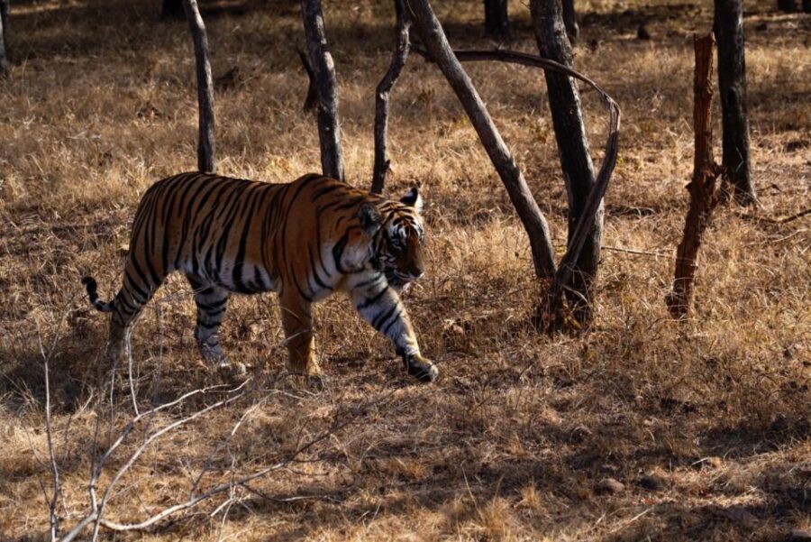 From Jaipur: Ranthambore Private Day Trip with Tiger Safari - Practical tips to make your day smoother