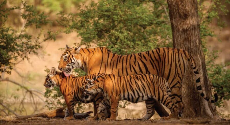 From Jaipur: Ranthambore Tiger Safari Day Trip with Transfer - Key things to know before you go