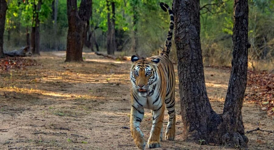 From Jaipur: Ranthambore Tiger Safari Day Trip with Transfer - Jaipur to Ranthambore: the long transfer that shapes the day