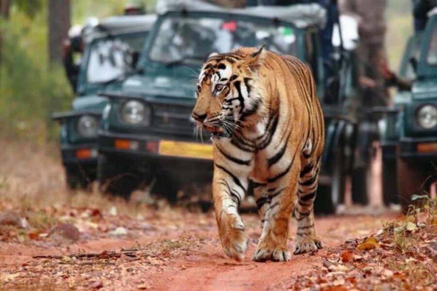 From Jaipur: Ranthambore Tiger Safari Day Trip with Transfer - Inside Ranthambore: lakes, forests, and the fort stop