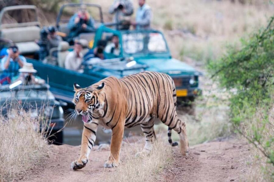 From Jaipur: Ranthambore Tiger Safari Day Trip with Transfer - The guide and naturalist: why commentary matters