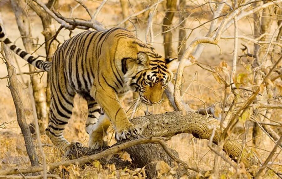From Jaipur: Ranthambore Tiger Safari Day Trip with Transfer - Who this Ranthambore day trip suits best
