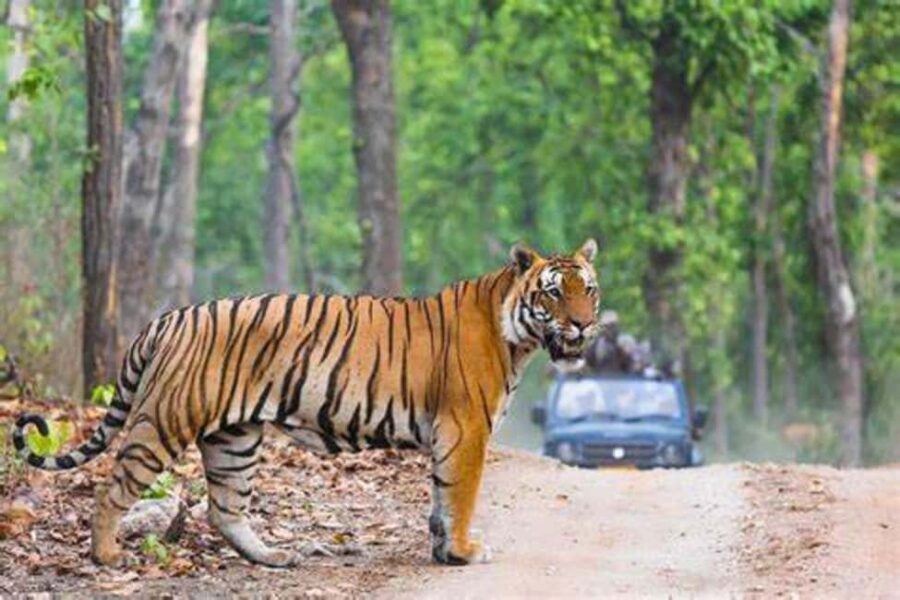 From Jaipur: Ranthambore Tiger Safari Day Trip with Transfer - Safari vehicles and what you can realistically expect