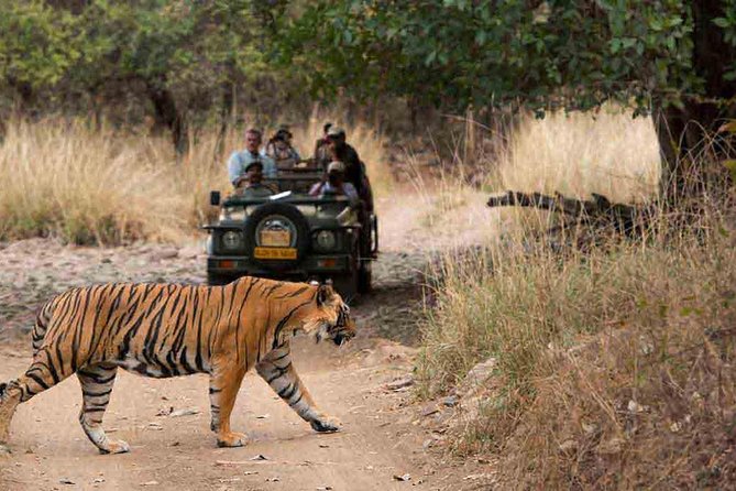 From Jaipur: Ranthambore Tiger Safari Private Day Tour - Ranthambore day tour from Jaipur: what you’re really buying