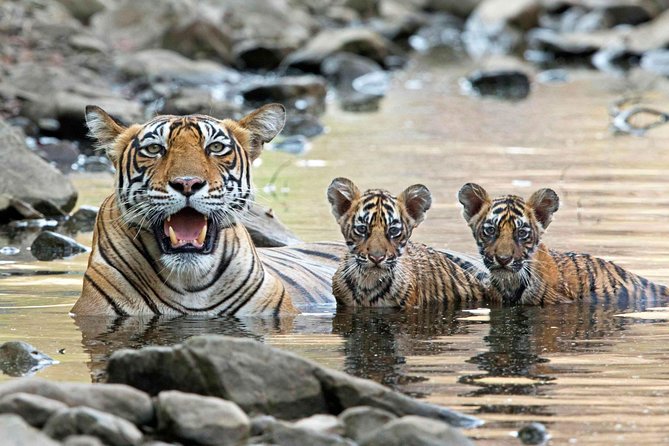 From Jaipur: Ranthambore Tiger Safari Private Day Tour - Beyond tigers: mugger crocodiles, Indian leopards, sloth bears, and birds