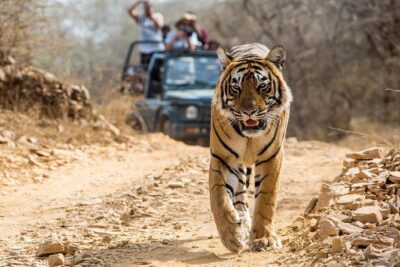 From Jaipur: Ranthambore Tiger Safari Private Day Tour - Entering Ranthambore National Park on an open canter