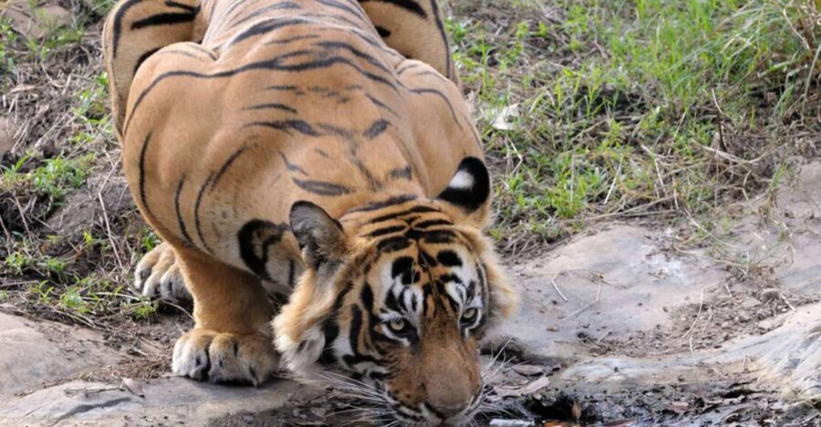 From Jaipur: Ranthambore Tour with Cab - Key Highlights Worth Your Focus