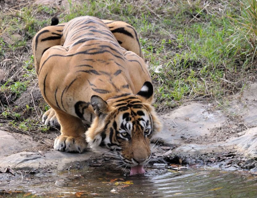 From Jaipur: Ranthambore Tour with Cab - A 14-Hour Day Trip That Feels Focused, Not Rushed