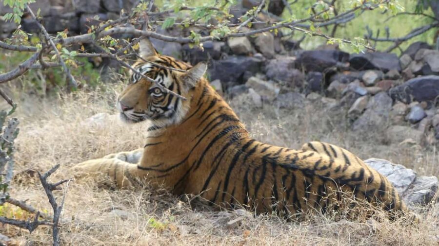 From Jaipur: Sariska National Park Day trip with Safari - Sariska from Jaipur: why this day trip works