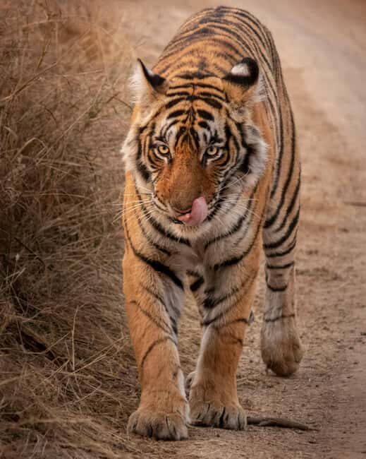 From Jaipur: Sariska National Park Day trip with Safari - The 8-hour rhythm: pickup, drive, and safari time