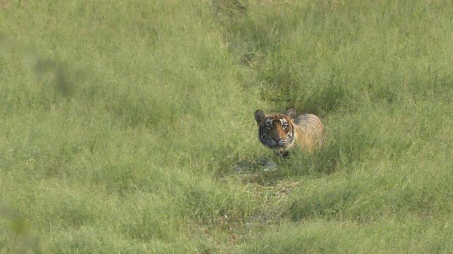 From Jaipur: Sariska National Park Day trip with Safari - Inside Sariska: what your guide should help you notice
