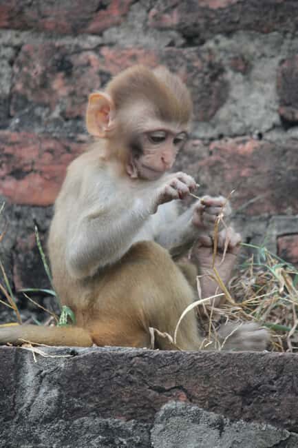 From Jaipur: Sariska National Park Day trip with Safari - Tiger expectations: manage the odds without killing the joy