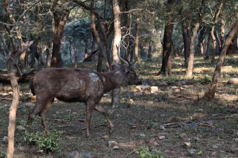 From Jaipur: Sariska National Park Day trip with Safari - Rules and practicalities that can catch you off guard