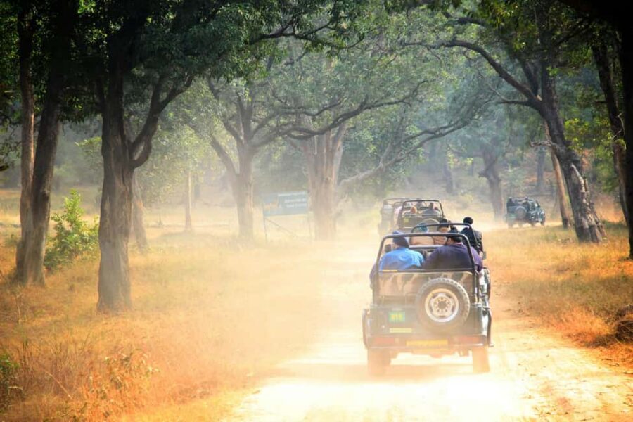 From Jaipur: Sariska National Park Day trip with Safari - Should you book this Sariska safari from Jaipur?