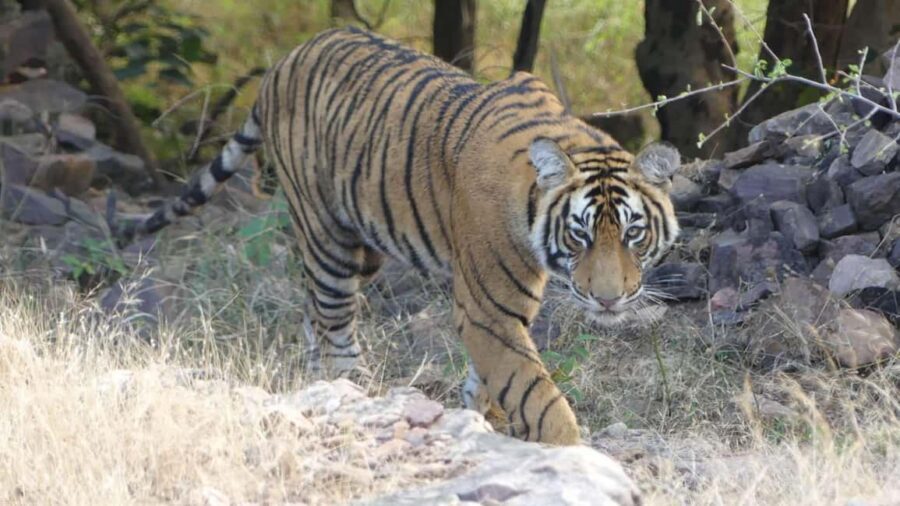 From Jaipur: Sariska National Park Day trip with Safari - Jeep vs canter: how your vehicle choice affects everything
