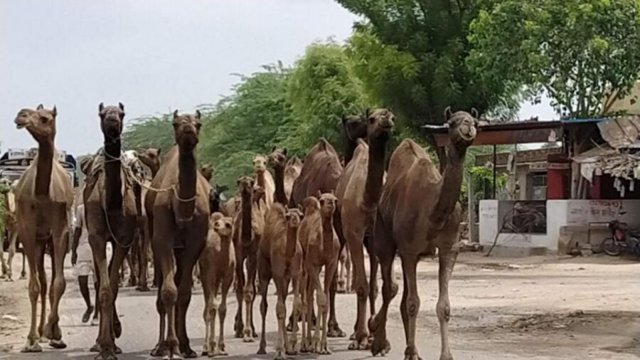 From Jodhpur: Half-Day Tour, Camel Ride, & Dinner in Osian - The drive out: private car comfort, clear pacing, and fewer headaches