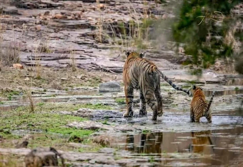 From Ranthambore: Official Tiger Safari in Canter With Guide - Key things to know before you go