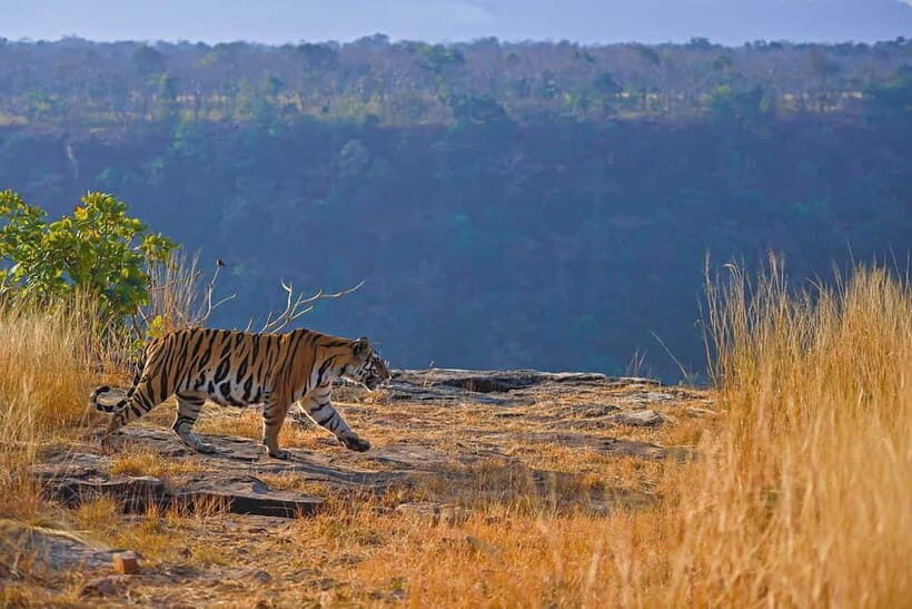 From Ranthambore: Official Tiger Safari in Canter With Guide - Quick value check: is a $27 Ranthambore Canter safari actually good?