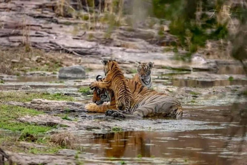 From Ranthambore: Official Tiger Safari in Canter With Guide - Riding the open-top Canter: comfort, noise, and spotting strategy