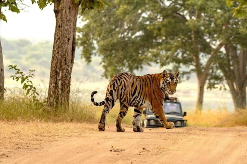 From Ranthambore: Official Tiger Safari in Canter With Guide - Wildlife you can realistically watch for in Ranthambore