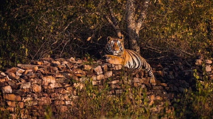 From Ranthambore: Official Tiger Safari in Canter With Guide - Photo stops, self-guided pauses, and getting the most from your 3 hours